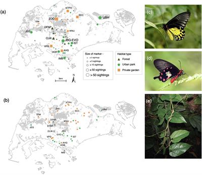 Critical Dependence of Butterflies on a Non-native Host Plant in the Urban Tropics